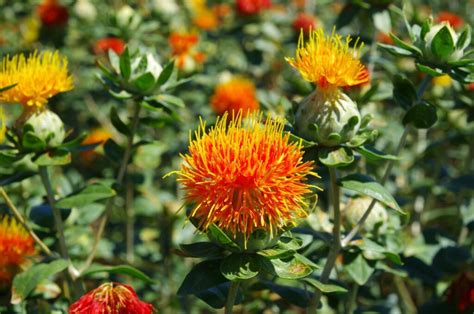 picture of safflower plant.